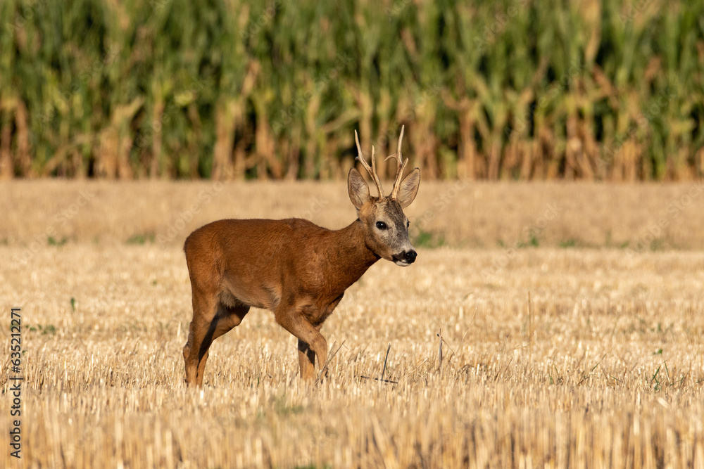 A beautiful roe deer in a golden field of grain in the breeding season A beautiful roe deer in a golden field of grain in the breeding season