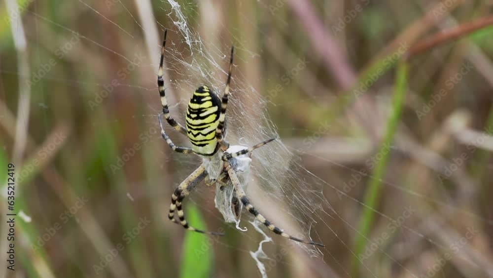 Wasp Spider Feeding on a Grasshopper Wasp Spider Feeding on a Grasshopper