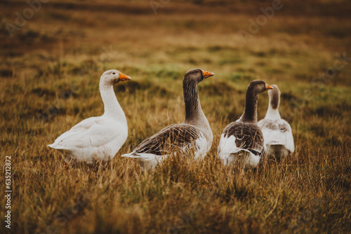 group of geese in nordic wild setting