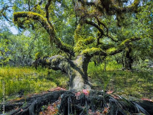 Old tree covered with Resurraction Ferns in Myakka River State Park in Sarasota Florida USA photo