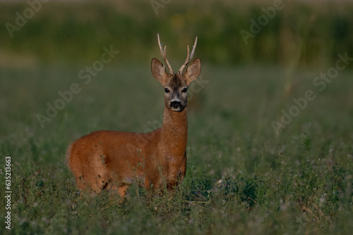 Wallpaper Mural A beautiful roe deer in the green grass in the breeding season Torontodigital.ca