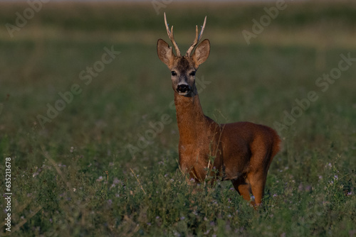 A beautiful roe deer in the green grass in the breeding season