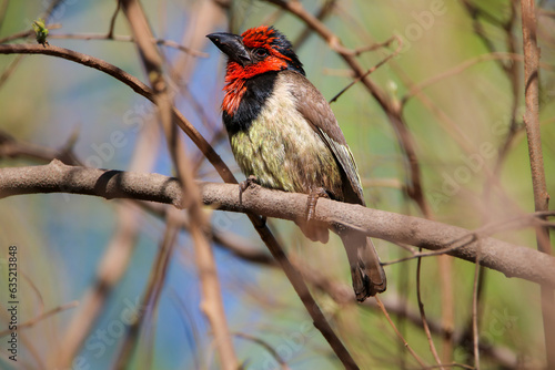 Black-collared Barbet (Lybius torquatus), Kruger National Park, South Africa photo