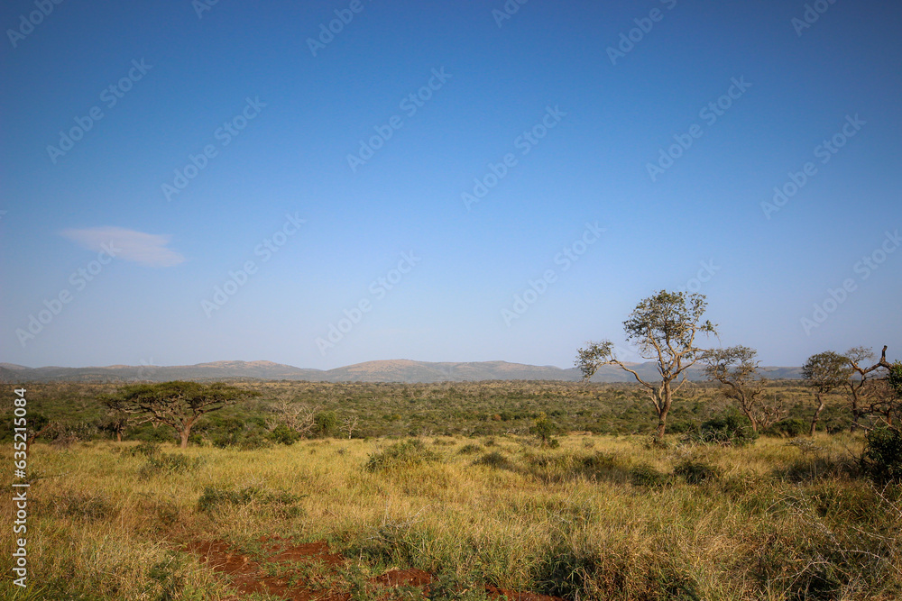 Lush vegetation and landscape of Mkhuze Game Reserve, Zululand, KwaZulu Natal, South Africa
