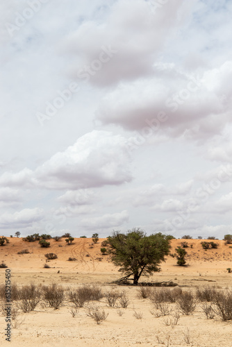 Arid Kgalagadi or Kalahari Landscape, South Africa