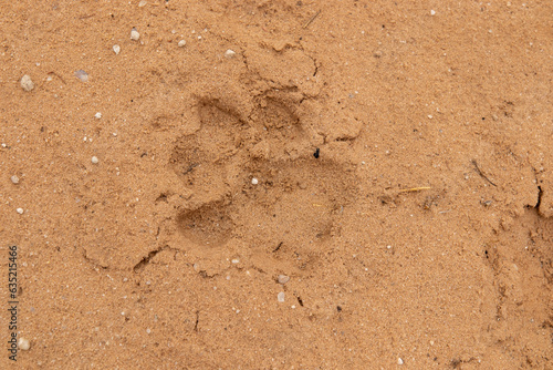Lion footprint or spoor in the Kalahari sand (Kgalagadi Transfrontier Park)