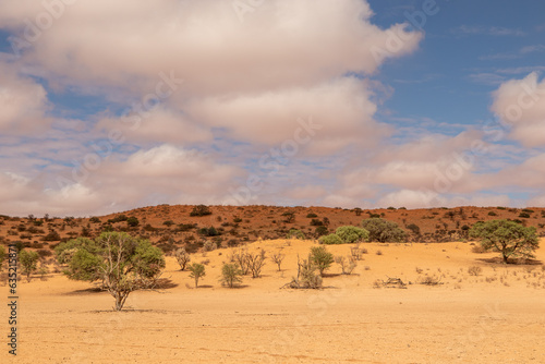 Arid Kgalagadi or Kalahari Landscape, South Africa