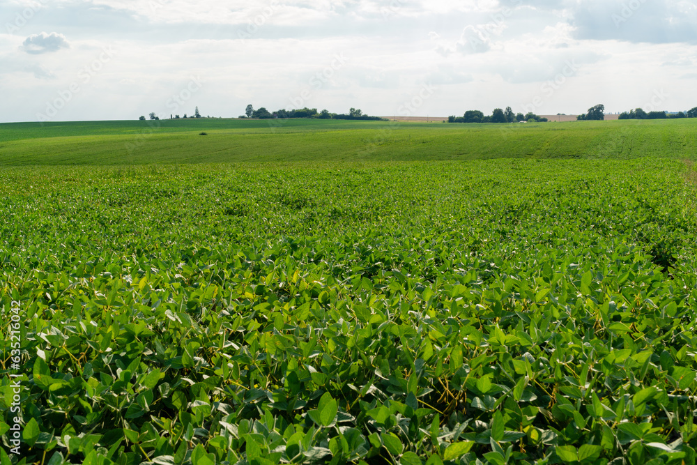 Agricultural soy plantation. Open soybean field. Growing soybeans
