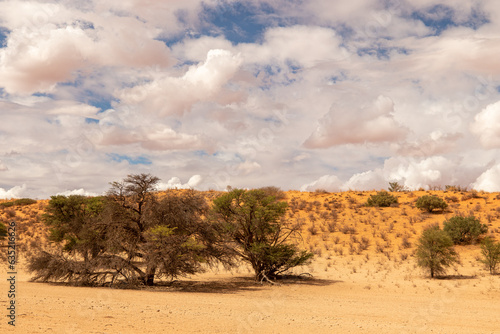 Cloudy Kalahari landscapes of the Kgalagadi Transfrontier Park © Kim