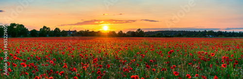 Landscape with nice sunset over poppy field - panorama