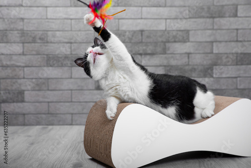 Obraz na płótnie Cute, funny black and white cat plays with a toy
