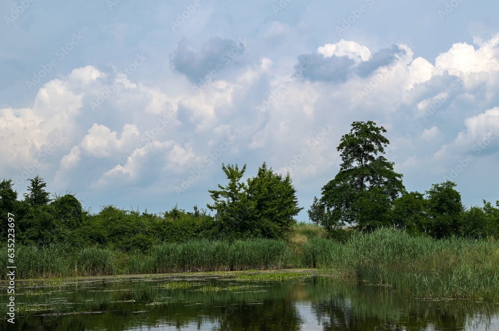 Fototapeta premium Green forest reflected in the pond.