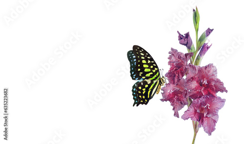 Photographie Colorful spotted tropical butterfly on purple gladiolus flower in water drops isolated on white