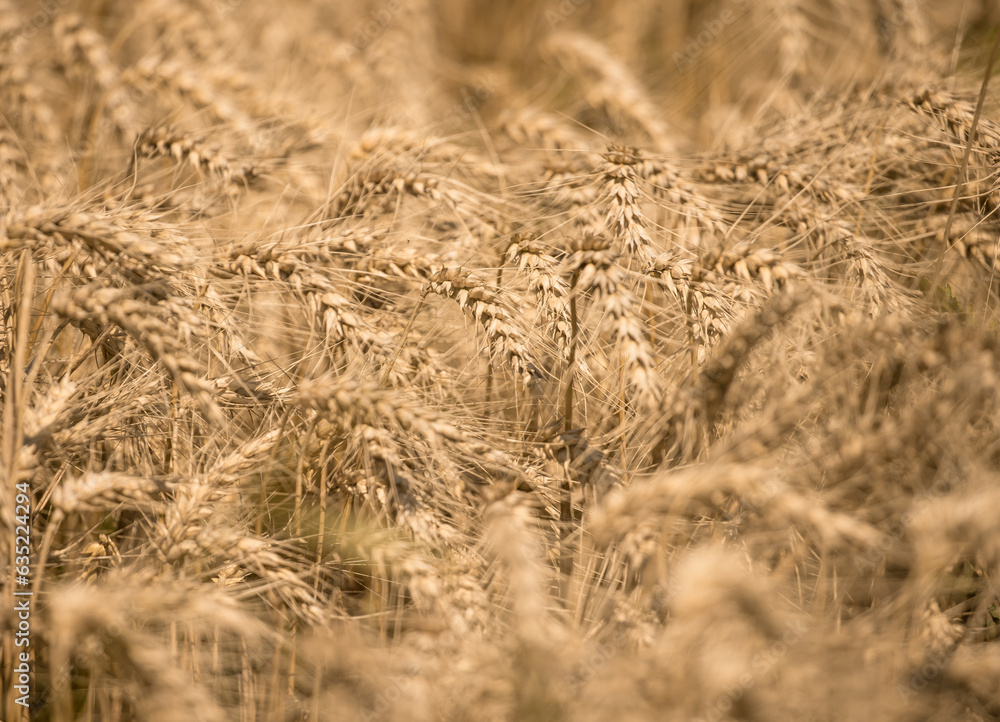 Fototapeta premium golden wheat field