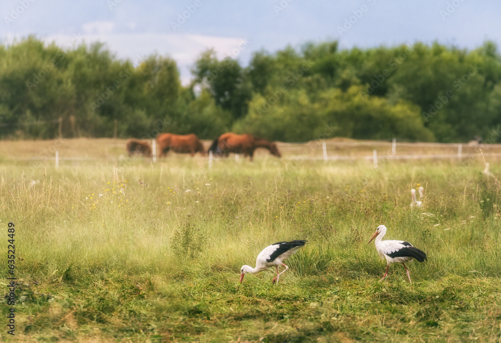 Fototapeta premium white storks in the meadow