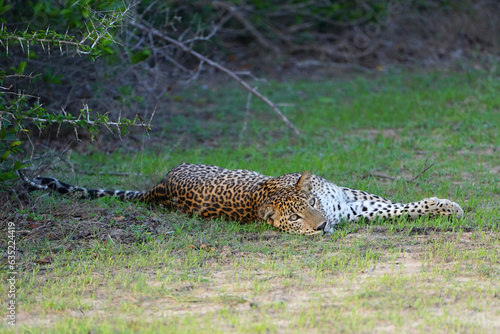 leopard srilanka