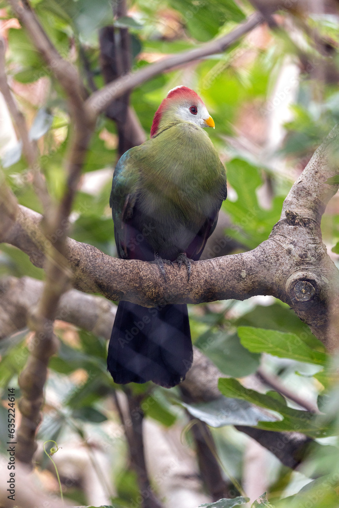 Obraz premium Red-Crested Turaco (Tauraco erythrolophus)