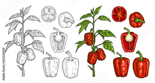 Branch of sweet bell peppers plant with leaf. Vintage engraving
