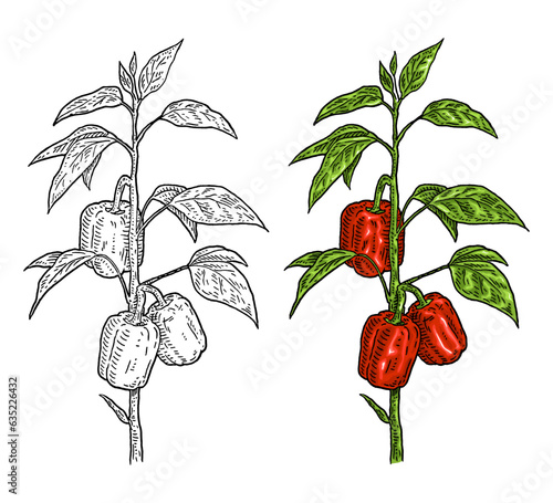 Branch of sweet bell peppers plant with leaf. Vintage engraving