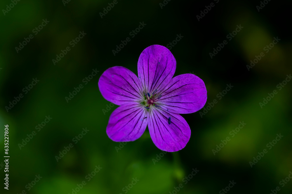 Beautiful geranium flower. Geranium on a green background Beautiful geranium flower. Geranium on a green background