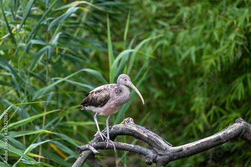 White Ibis (Eudocimus albus) photo