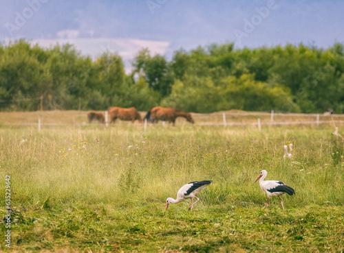 white storks in the meadow © Agata Kadar