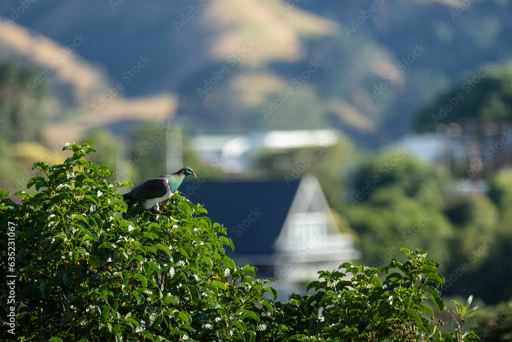 A Kereru Wood Pigeon bird in an urban street in Wellington New Zealand