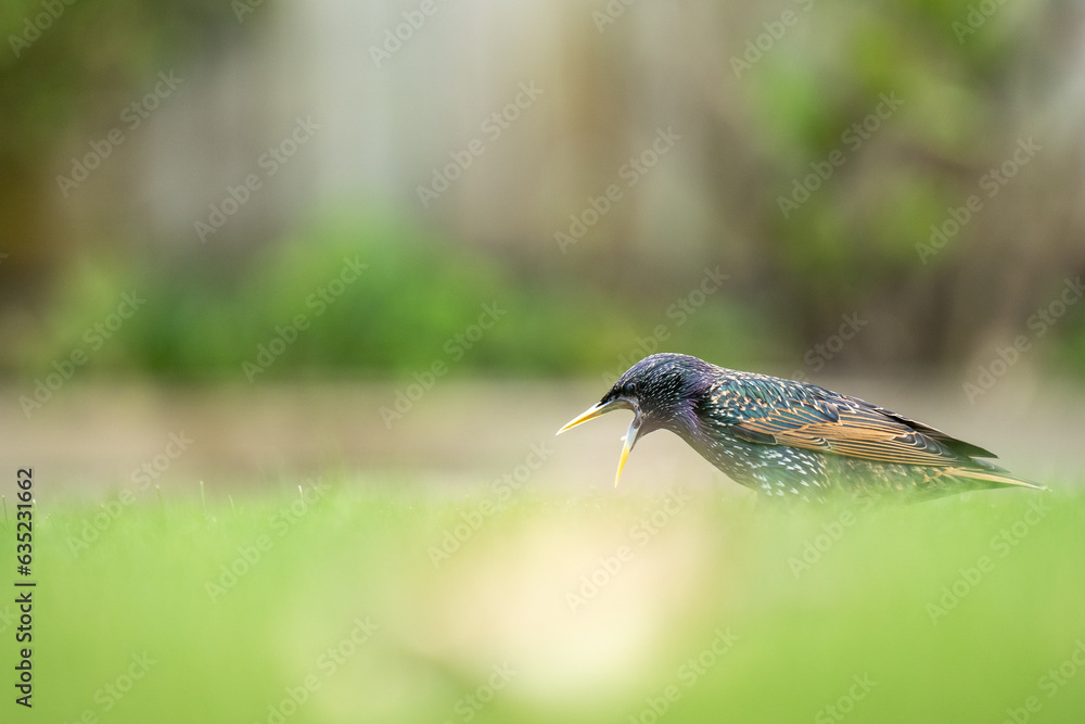 Closeup of a Starling bird on a lawn with a blurred out background in a garden
