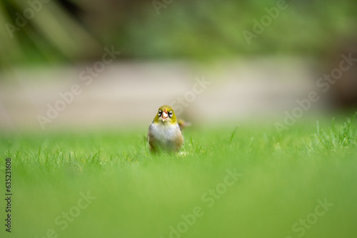 Obraz na płótnie A waxeye also known as a silvereye bird on a lawn with a blurred out background eating bananas with its beak open w salonie