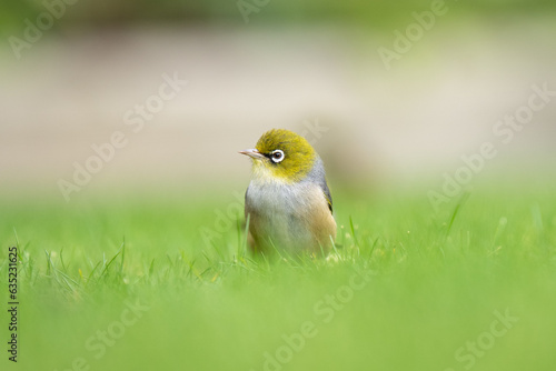 Obraz na płótnie Closeup of a waxeye also known as a silvereye bird on a lawn with a blurred out background w salonie