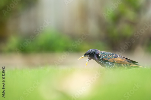 Obraz na płótnie Closeup of a Starling bird on a lawn with a blurred out background in a garden w salonie