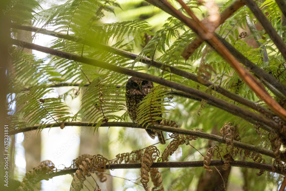 A Morepork bird also known as a Ruru owl in New Zealand next to ferns in a tree during the day - landscape
