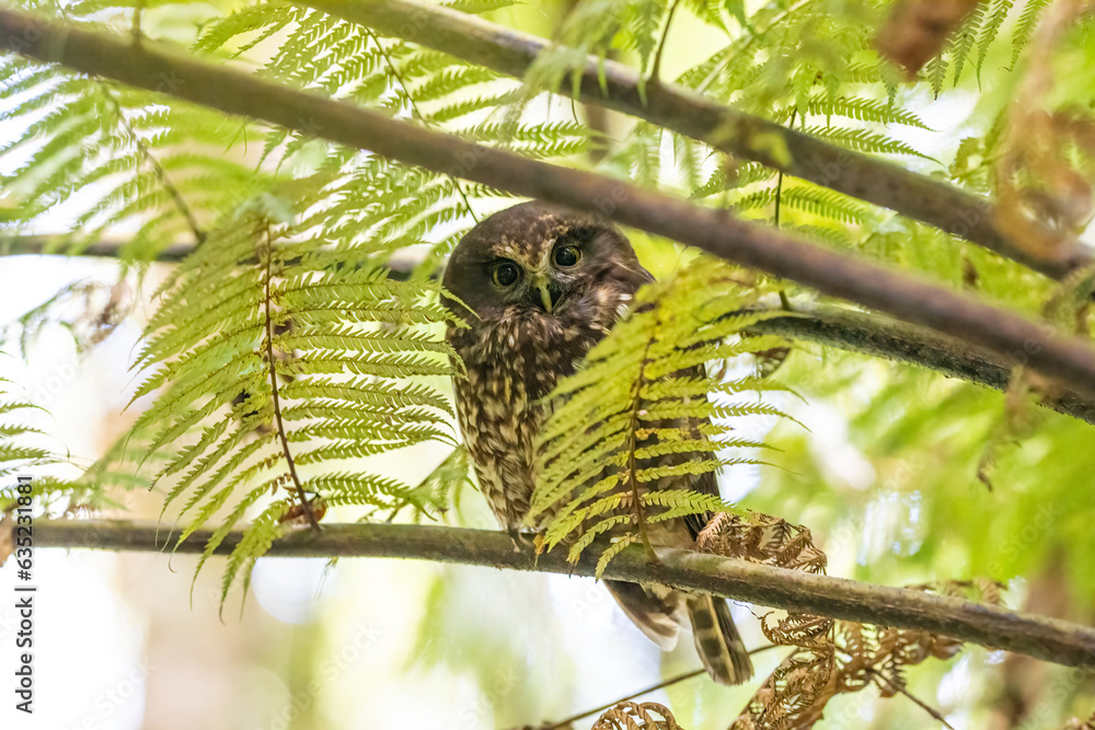 A Morepork bird also known as a Ruru owl in New Zealand next to ferns in a tree during the day