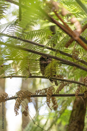 Obraz na płótnie A Morepork bird also known as a Ruru owl in New Zealand next to ferns in a tree during the day - portrait w salonie