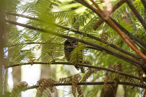 Obraz na płótnie A Morepork bird also known as a Ruru owl in New Zealand next to ferns in a tree during the day - landscape w salonie