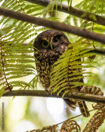 Obraz na płótnie A Morepork bird also known as a Ruru owl in New Zealand next to ferns in a tree during the day w salonie