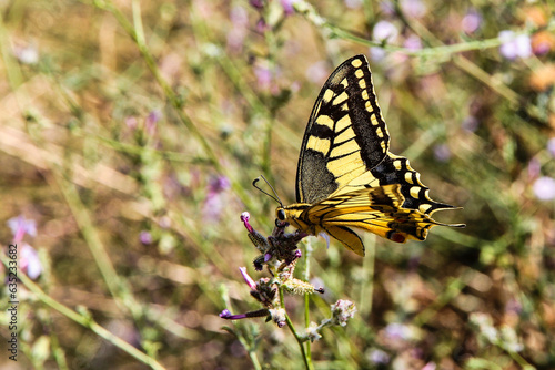 Yellow butterfly in Raganello Gorge in Civita, Calabria, Italy. Beautiful mountain landscape of Pollino National Park