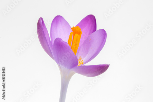 Closeup image of a Crocus tommasinianus against a white background