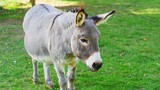 Grey donkey with white nose and beautiful furry ears, single equine animal in grassland pasture