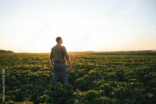 Agronomist inspecting soya bean crops growing in the farm field. Agriculture production concept. young agronomist examines soybean crop on field in summer. Farmer on soybean field