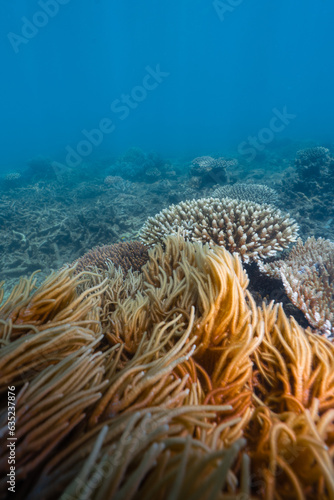Fototapeta Naklejka Na Ścianę i Meble -  coral in the great barrier reef