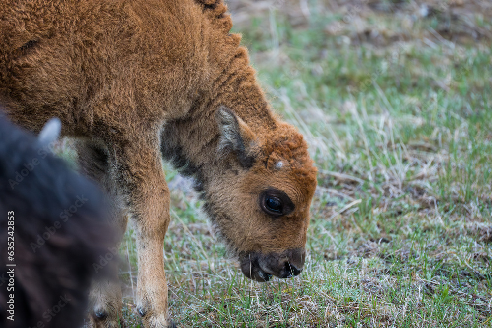 Fototapeta premium Bison calf grazing