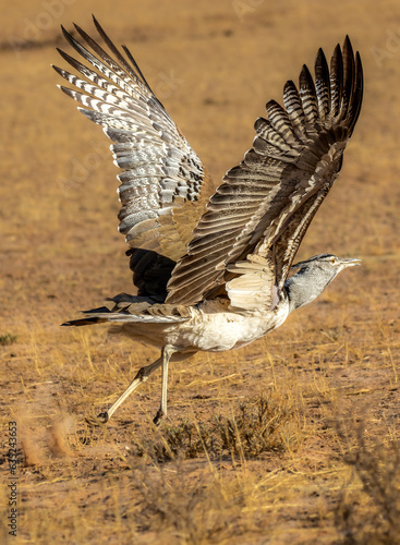 Kori bustard wings, Kgalagadi Transfrontier Park, Kalahari, South Africa