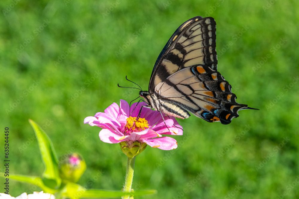 Yellow swallowtail butterfly perched on pink zinnia flower with green background Yellow swallowtail butterfly perched on pink zinnia flower with green background
