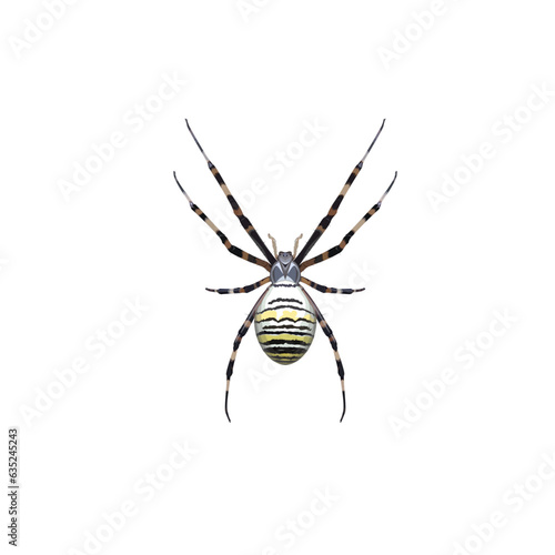 insect, arthropod, arachnid, argiope brunnich, tiger spider close-up on a white background 