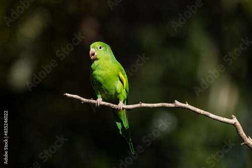 A Plain Parakeet also know as Periquito perched on branch. Species Brotogeris chiriri. Birdwatching. Birding. Parrot.