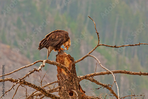 Bald Eagle Capturing a Feather