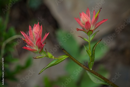 Paintbrush Flower