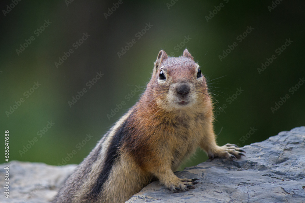 Naklejka premium Chipmunk