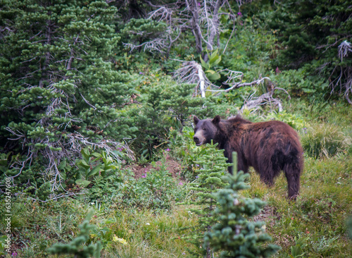 Bear at Logan Pass